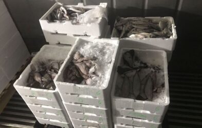 Θεσσαλονίκη: Κατασχέθηκαν 40 κιλά με μπακαλιάρους στην ιχθυόσκαλα Ν. Μηχανιώνας