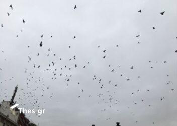 Eνα στα οκτώ πτηνά κινδυνεύει με εξαφάνιση από τον πλανήτη