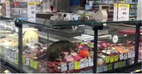 Κωνσταντινούπολη: Γάτα ανενόχλητη… κατασπαράζει το ψυγείο σε σούπερ μάρκετ (ΒΙΝΤΕΟ)