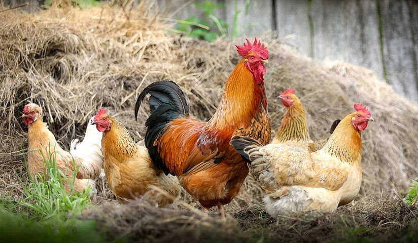 γρίπη των πτηνών