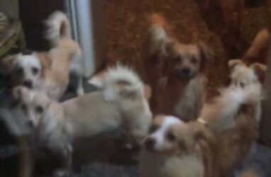 Θεσσαλονίκη: Χειροπέδες σε γυναίκα που είχε στο διαμέρισμά της 16 σκυλιά