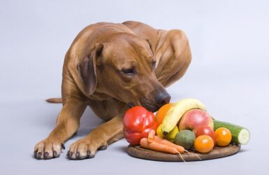 σκύλος φρούτα