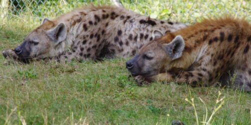 Θετικές στον κορονοϊό εντοπίστηκαν δύο ύαινες για πρώτη φορά παγκοσμίως