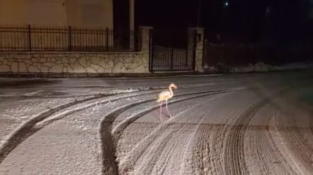 Ευρυτανία: Φλαμίνγκο… βολτάρει μέσα στα χιόνια στον Αγιο Νικόλαο (ΒΙΝΤΕΟ)
