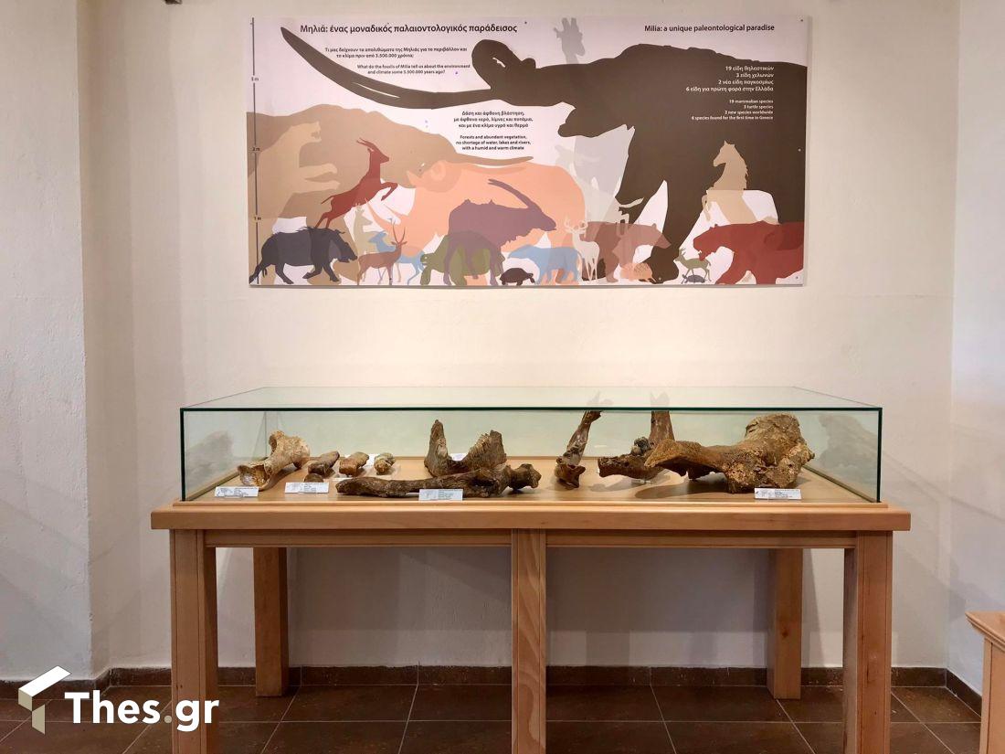 Μουσείο Φυσικής Ιστορίας Μηλιάς Γρεβενών