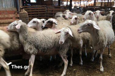 Φθιώτιδα: Εντοπίστηκε κρούσμα ευλογιάς σε πρόβατα στη Μαλεσίνα