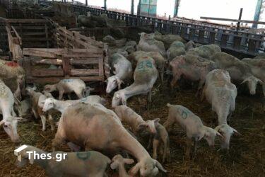 Χαλκιδική: Αίρονται τα μέτρα για την πανώλη των μικρών μηρυκαστικών