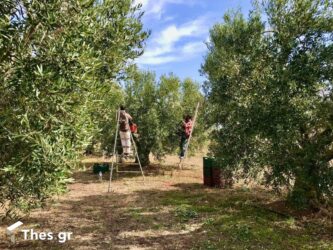 Αυξημένη η παραγωγή ελιάς στη Χαλκιδική παρά τις κακοκαιρίες