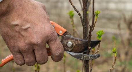 Πέντε εργασίες που κάνουμε στον κήπο μας τον Ιανουάριο