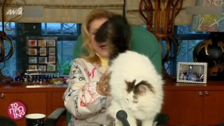 Λίτσα Πατέρα: Πανικός στον “αέρα” με τον φουντωτό γάτο της (ΒΙΝΤΕΟ)