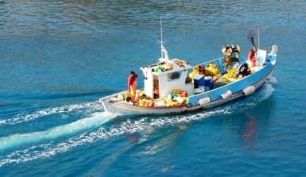 Χαλκιδική: Μπόλικος ο μπακαλιάρος στα νερά του Τορωναίου Κόλπου – Ανησυχία για τον ξιφία