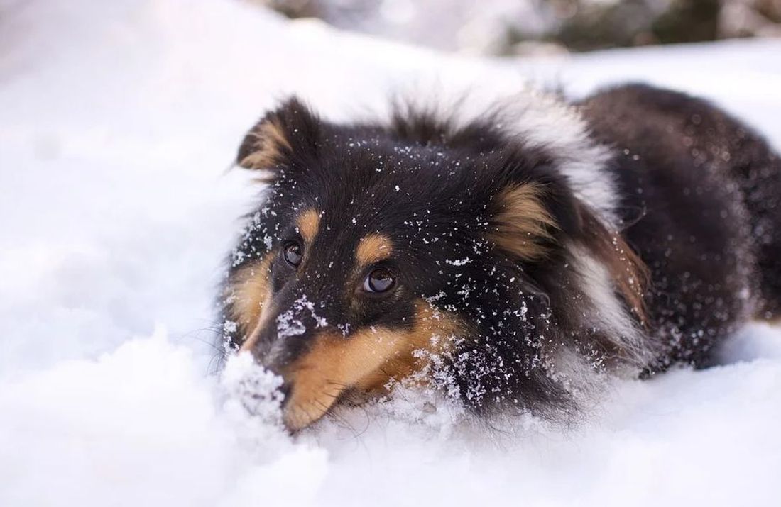 σκύλος σκύλοι κρύο χιόνια