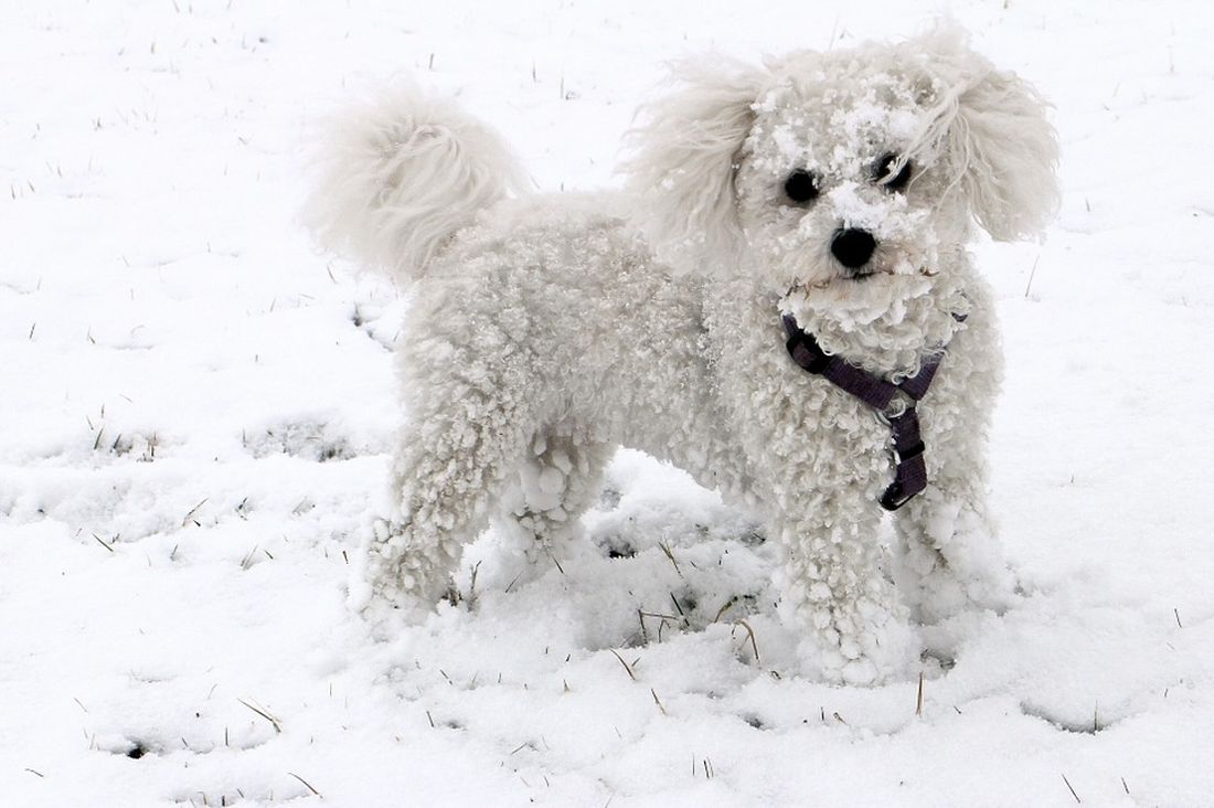 σκύλος σκύλοι κρύο χιόνια
