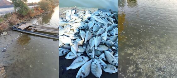 Σοκ στην Ηγουμενίτσα: Εκατοντάδες χιλιάδες νεκρά ψάρια σε λιμνοθάλασσα (ΒΙΝΤΕΟ)