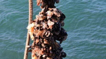 Κλιματική αλλαγή: Σχεδόν ολοκληρωτική η θνησιμότητα υδατοκαλλιεργειών στον Θερμαϊκό το 2021