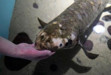 Μαθουσάλας: Το γηραιότερο ψάρι στον κόσμο έχει αδυναμία στα… φρέσκα σύκα