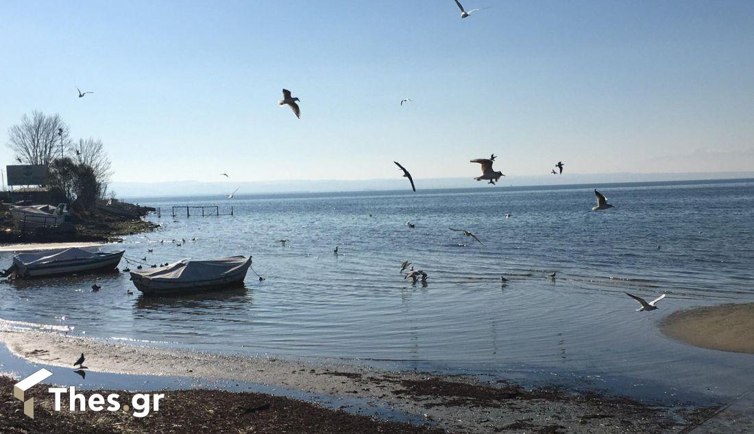 γλάροι παραλία