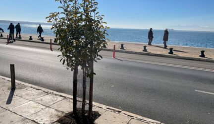 Θεσσαλονίκη: Νέες δεντροφυτεύσεις στην παραλιακή λεωφόρο (ΦΩΤΟ)