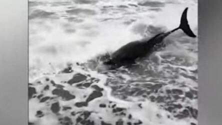 Μυτιλήνη: Δελφίνι ξεψύχησε αβοήθητο σε ακτή (ΒΙΝΤΕΟ)