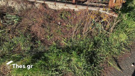 Θεσσαλονίκη: Βρέθηκε νεκρό βρέφος σε κάδο απορριμμάτων (ΦΩΤΟ)