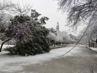 Κατερίνη: Επεσαν δέντρα λόγω του χιονιού στο Δημοτικό Πάρκο (ΦΩΤΟ)
