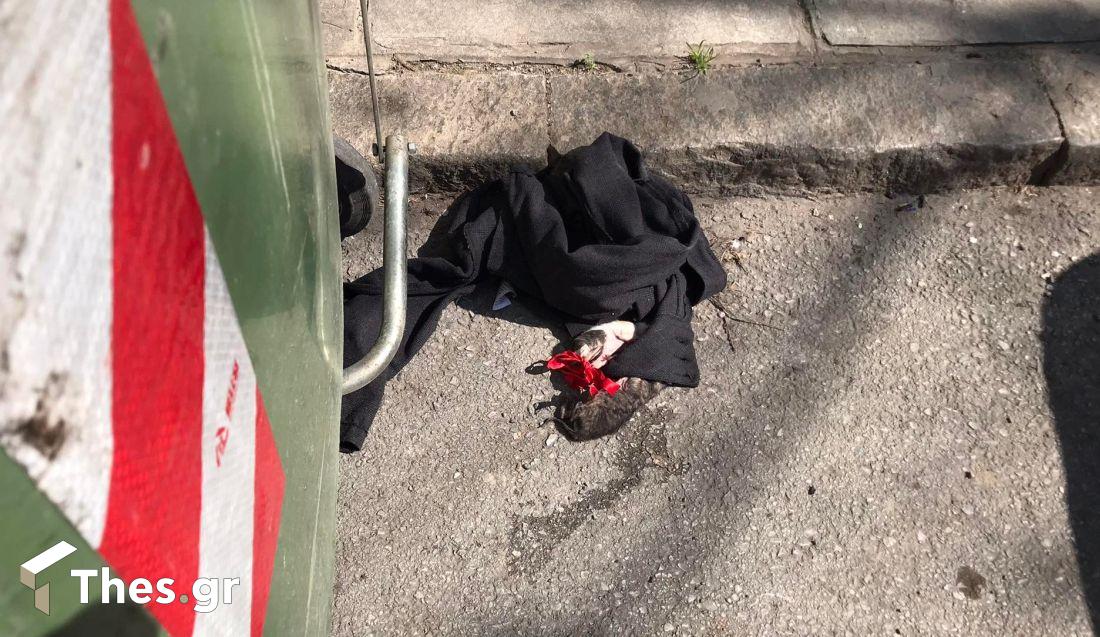 Θεσσαλονίκη γατάκια