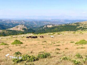 Γυναίκα δέχθηκε επίθεση από κριάρι στα Τρίκαλα 