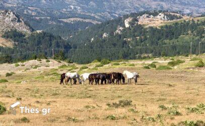 Φρίκη στα Γρεβενά: Αγνωστοι πυροβόλησαν και τεμάχισαν άλογα στη Σαμαρίνα