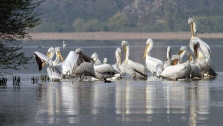 Μικρή Πρέσπα: Συνεχίζεται η περισυλλογή των νεκρών Αργυροπελεκάνων