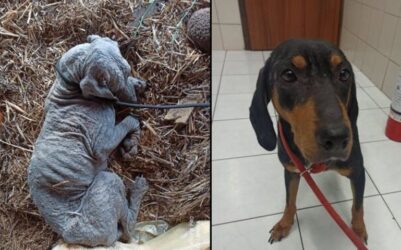 Θεσσαλονίκη: Τα κατάφερε ο σκύλος που βρέθηκε εξαθλιωμένος στον Λαγκαδά (ΒΙΝΤΕΟ)