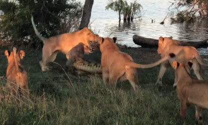 Νότια Αφρική: Κροκόδειλος πάλεψε με πέντε λιοντάρια (ΒΙΝΤΕΟ)