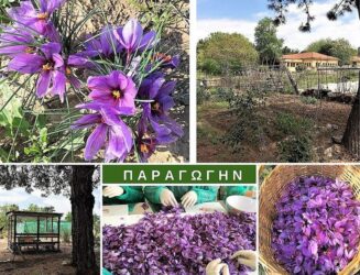 ΠΑΡΑΓΩΓΗΝ: Γνωρίζουμε τον κρόκο Σερρών και το μεγαλύτερο αστικό λαχανόκηπο της Ελλάδας
