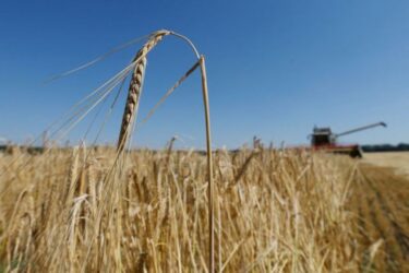Ιταλία: Μειώθηκε κατά 15% η παραγωγή σιταριού λόγω της ξηρασίας