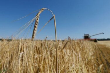 Οι επιχειρήσεις θα πρέπει να δηλώνουν το στοκ για γεωργικά είδη και τρόφιμα