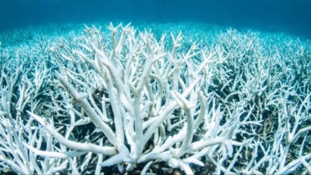 Αυστραλία: “Πεθαίνει” ο Κοραλλιογενής Υφαλος λόγω των θερμοκρασιών (BINTEO)