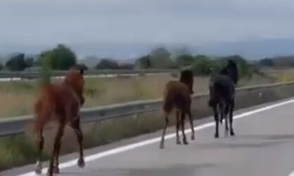 Τρία άλογα κάνουν…. βόλτα στην ΠΑΘΕ (ΒΙΝΤΕΟ)