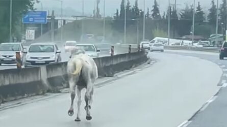 Αλογο βγήκε για… βόλτα στην Εθνική Οδό Θεσσαλονίκης – Μουδανιών (ΒΙΝΤΕΟ)