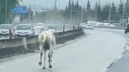 Οδηγός αυτοκίνητου τραυμάτισε θανάσιμα άλογο στα Τρίκαλα