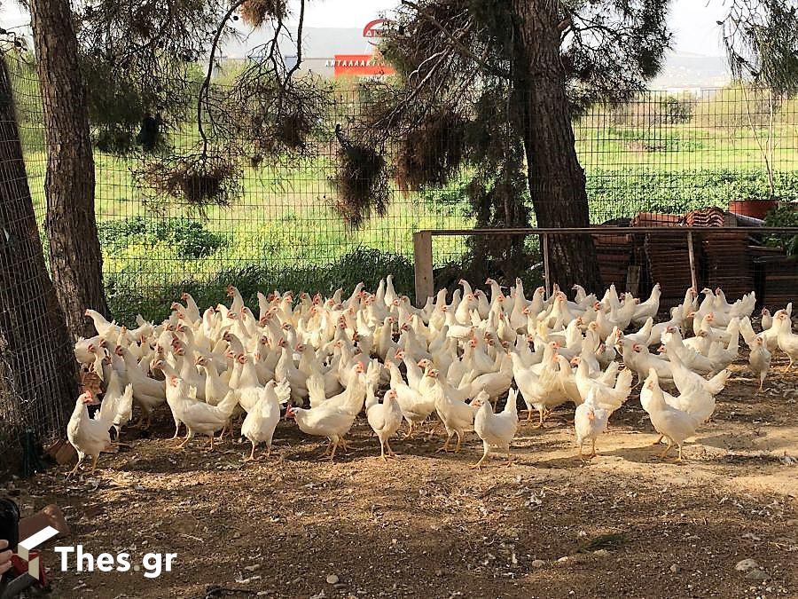 NaturaFerma γύρισμα οικόσιτα πτηνά ΠαράγωΓΗΝ εκπομπή TV100