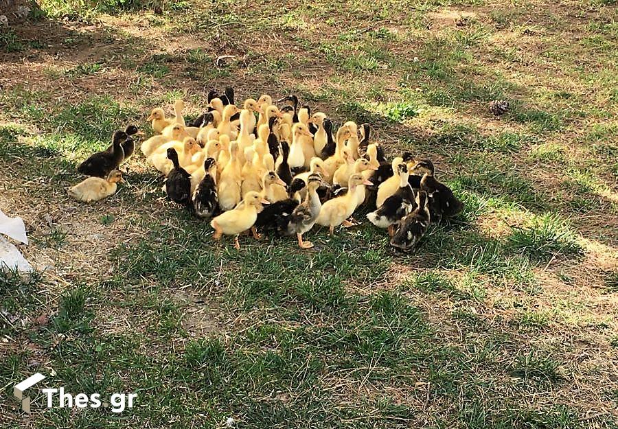 NaturaFerma γύρισμα οικόσιτα πτηνά ΠαράγωΓΗΝ εκπομπή TV100