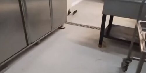 Ποντίκι σουλατσάρει στην κουζίνα της Λέσχης στο ΑΠΘ (ΒΙΝΤΕΟ)