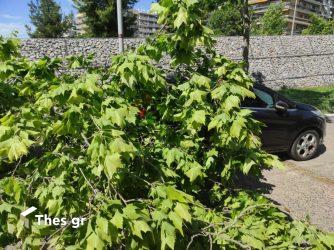 Θεσσαλονίκη: Δέντρο καταπλάκωσε αυτοκίνητα από τους ισχυρούς ανέμους (ΒΙΝΤΕΟ & ΦΩΤΟ)