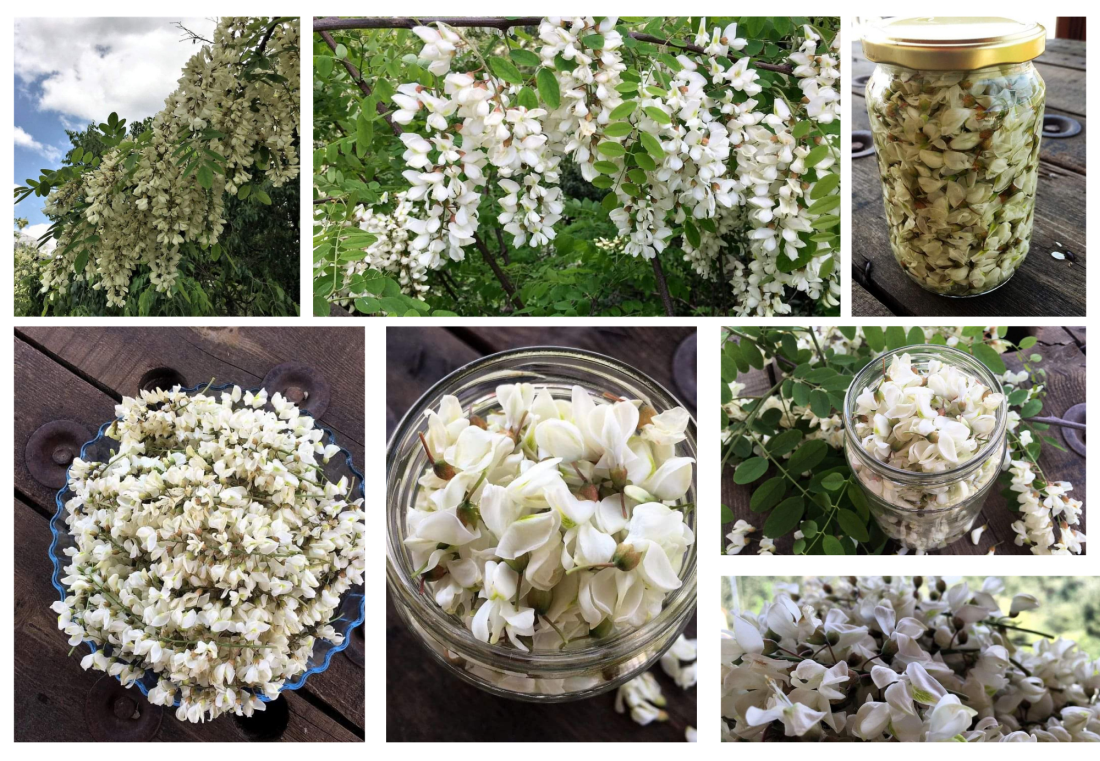 Λευκή Ακακία Ροβίνια Ψευδοακακία άνθη που τρώγονται