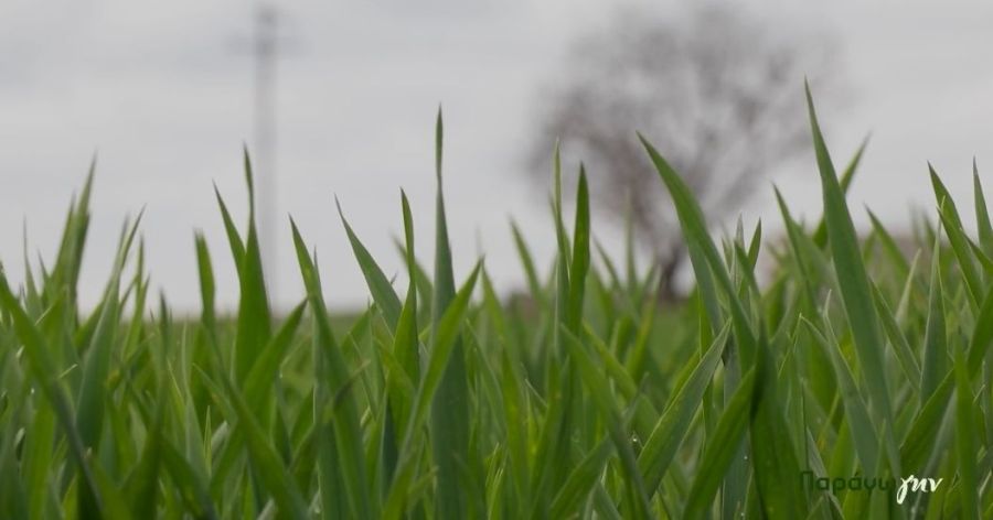 Agrology ΠαράγωΓΗΝ σιτάρια