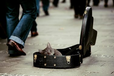 μουσική γάτα