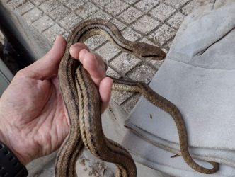 Θεσσαλονίκη: Φίδι έκανε… βόλτα στο κέντρο του Ευόσμου (ΦΩΤΟ)