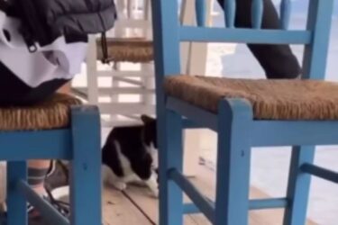 Εισαγγελική παρέμβαση για την αθώωση του 30χρονου που κλώτσησε γάτα στην Αιδηψό