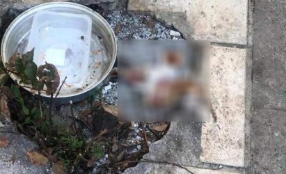 Φρίκη: Τεμάχισαν γατάκια στο Φίλυρο και τα έβαλαν στο πιάτο σίτισης για τα αδέσποτα (ΦΩΤΟ)