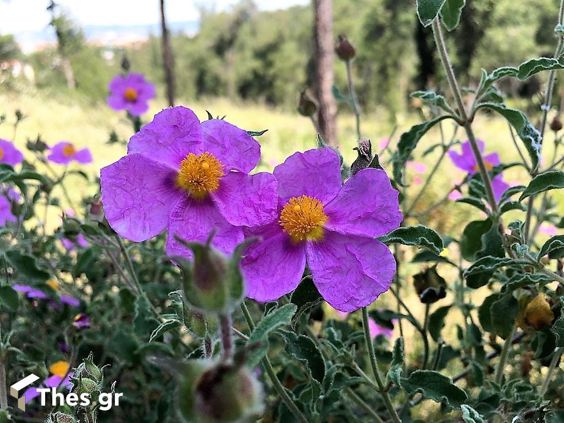 Κίστος Λαδανιά Λάβδανος θάμνος φυτό βότανο