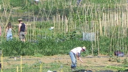 Θεσσαλονίκη: 8000 καλλιεργητές πέρασαν από τον λαχανόκηπο του ΑΠΘ